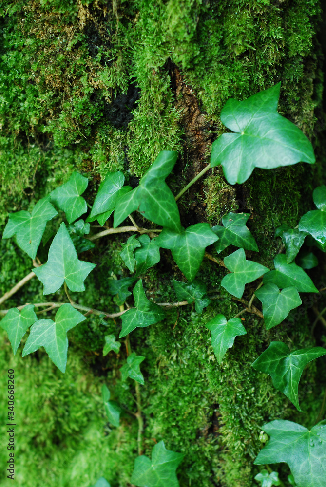 Obraz premium green leaves background