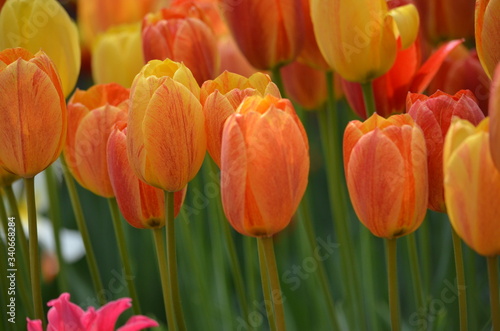 Abstract background of flowers. Close-up. #340668284