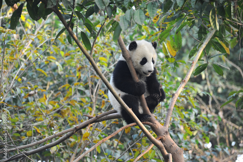 Obraz premium Słodki Miś Panda Gigant Wspinaczka W Drzewo