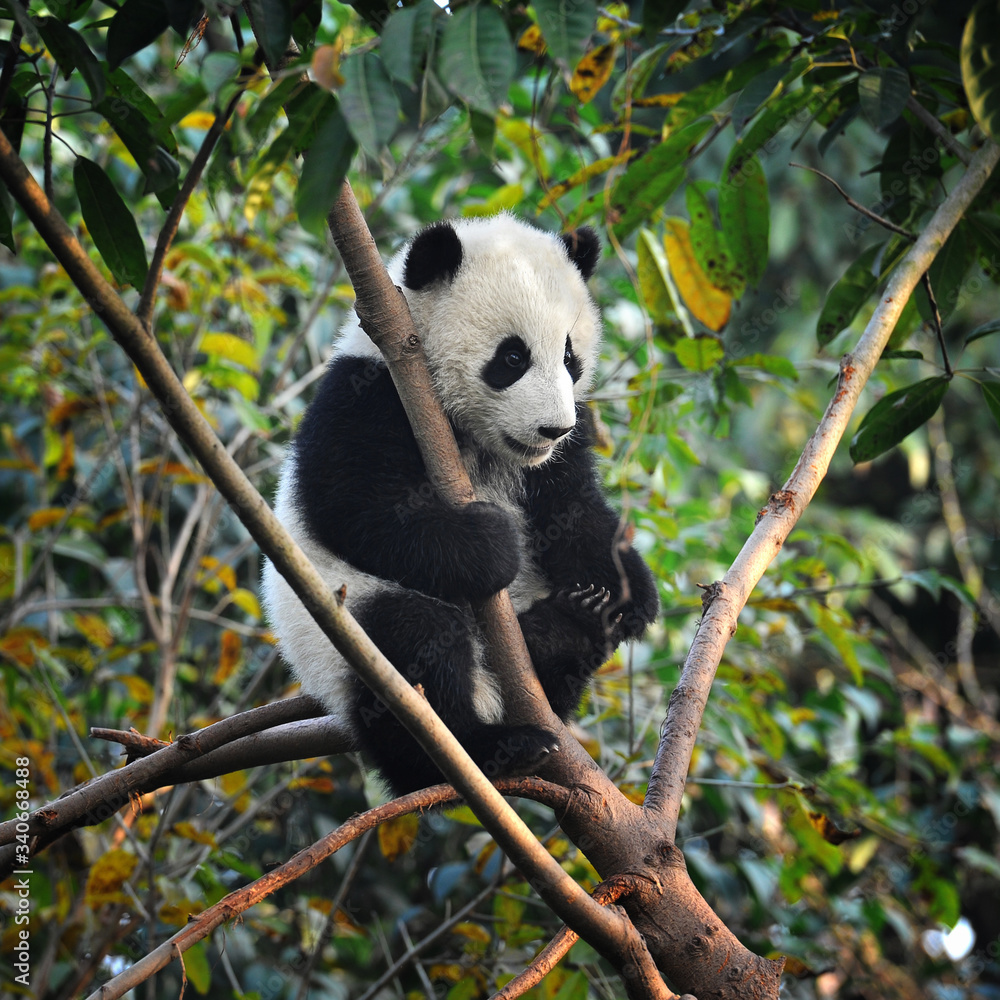 Fototapeta premium Cute giant panda bear climbing in tree