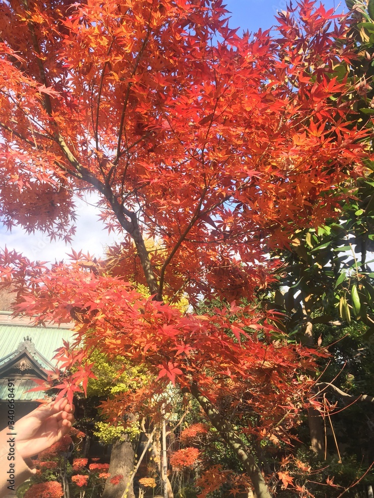 Naklejka premium 公園 紅葉 東京