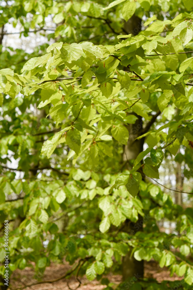 Springtime, new and fresh green leaves Springtime, new and fresh green leaves