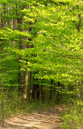Green forest in spring time 