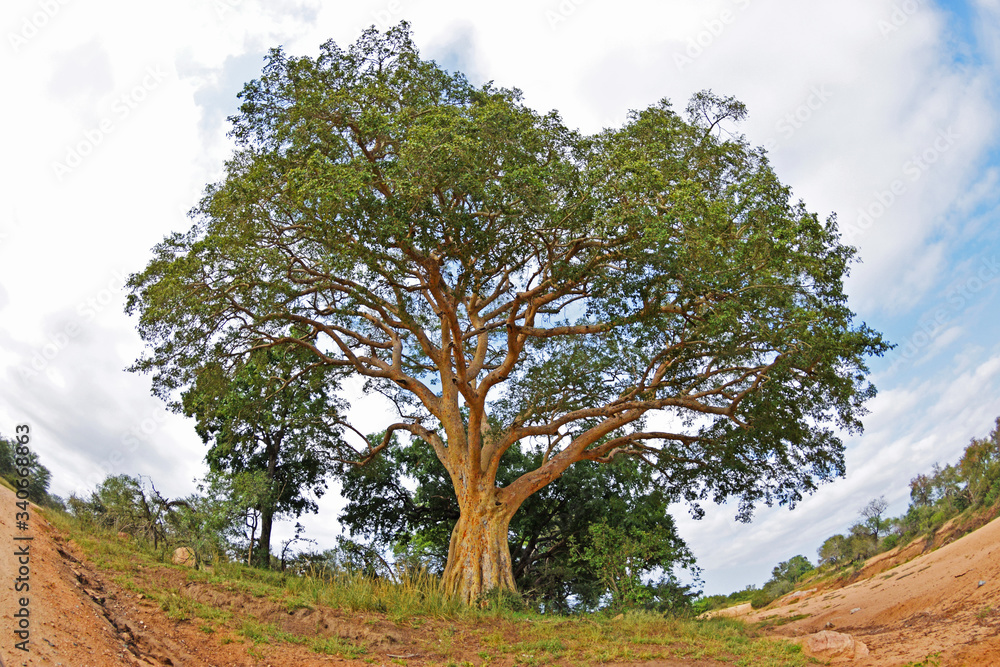 Fototapeta premium Drzewo Baobab w Parku Krugera w Południowej Afryce - RPA