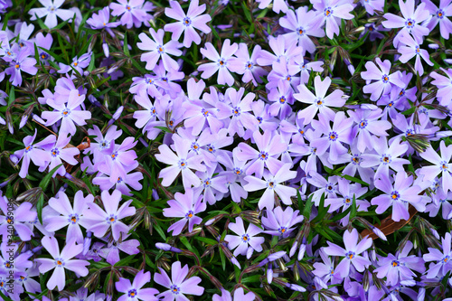 Blue creeping phlox subulata flowers in bloom