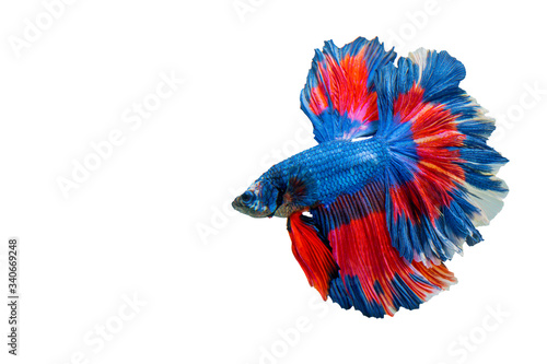 Siamese fighting fish.Multi color fighting fish isolated on black background. 