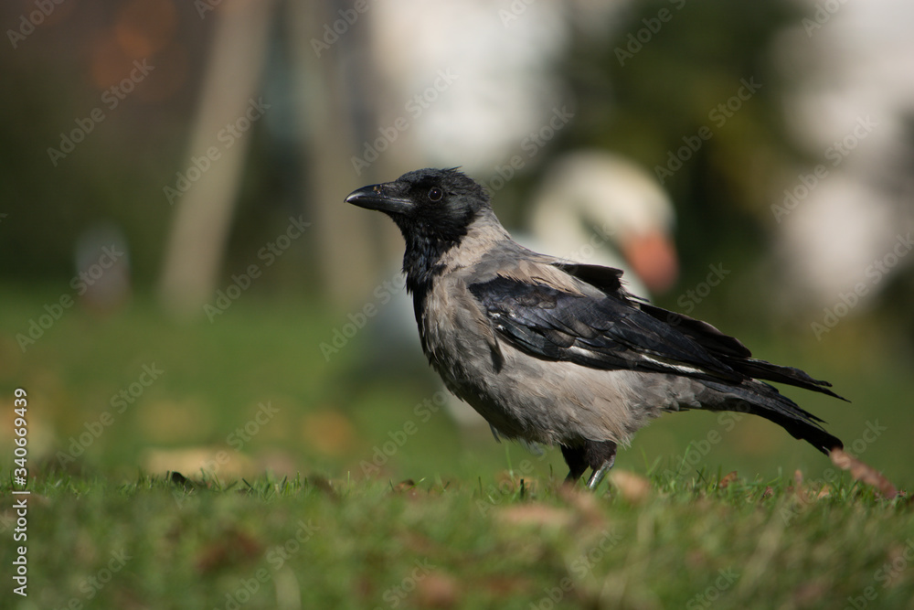 uccello uccello