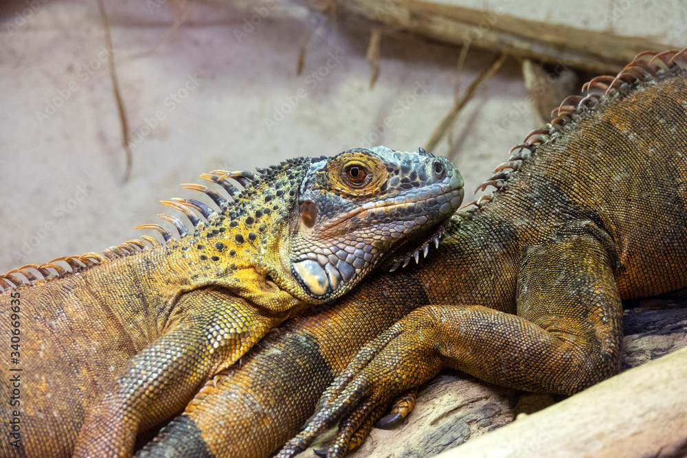 Obraz premium Groupe d'Iguanes verts