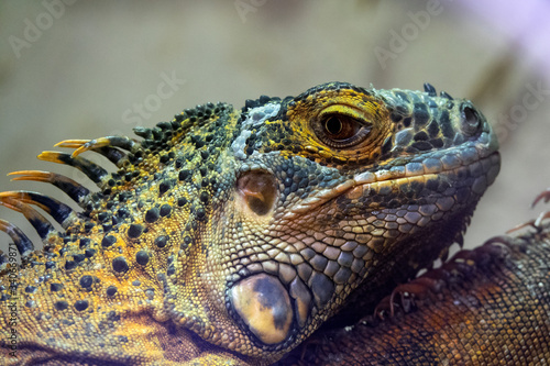 Tête d'un Iguane vert © JC DRAPIER