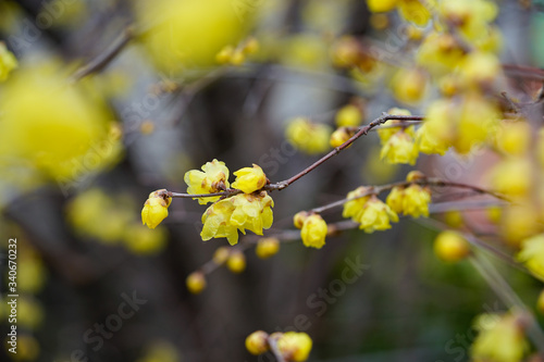 大連寺の蝋梅の花