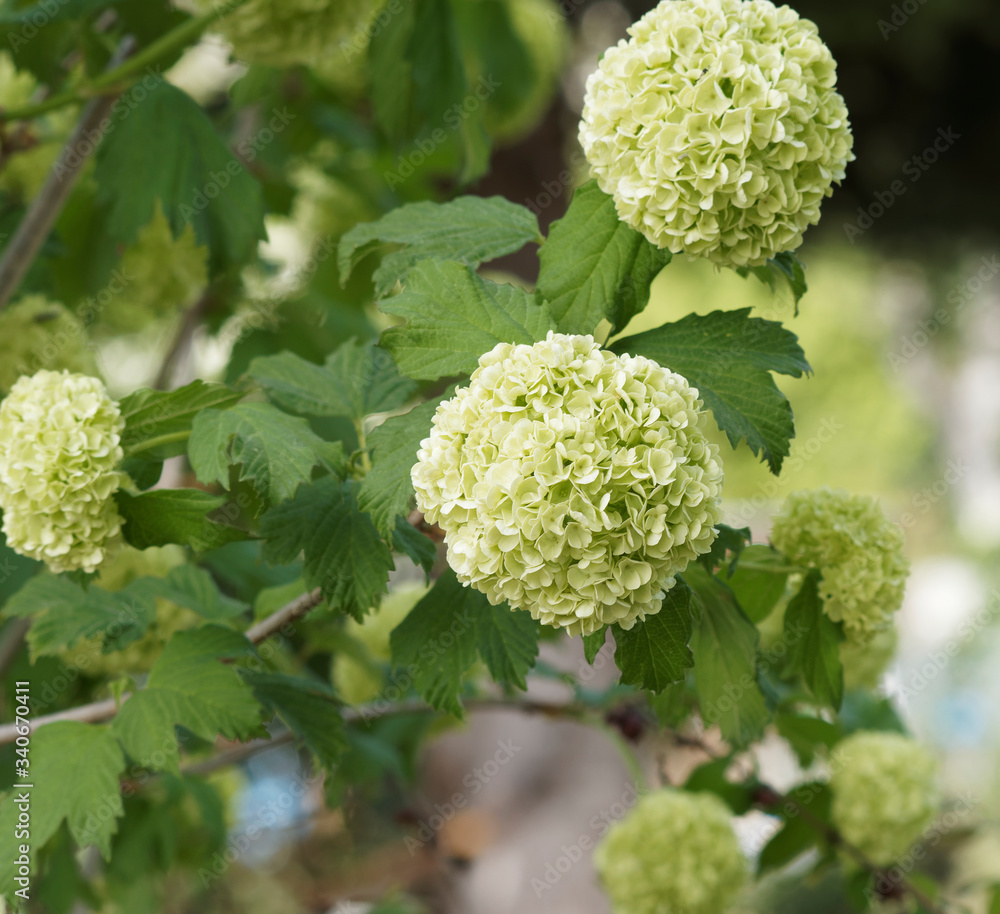 Viburnum opulus 'Roseum' | Viorne obier 'boule de neige' à floraison en boules sphériques blanc vert-anis au printemps, au feuillage vert dentelé et trilobé
Viburnum opulus 'Roseum' | Viorne obier 'boule de neige' à floraison en boules sphériques blanc vert-anis au printemps, au feuillage vert dentelé et trilobé
