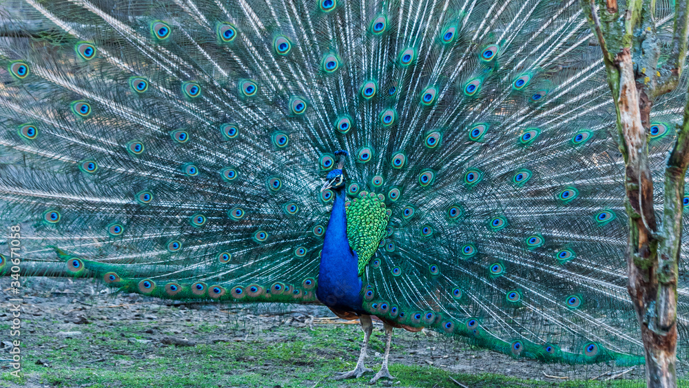 Obraz premium OLYMPUS DIGITAL CAMERA