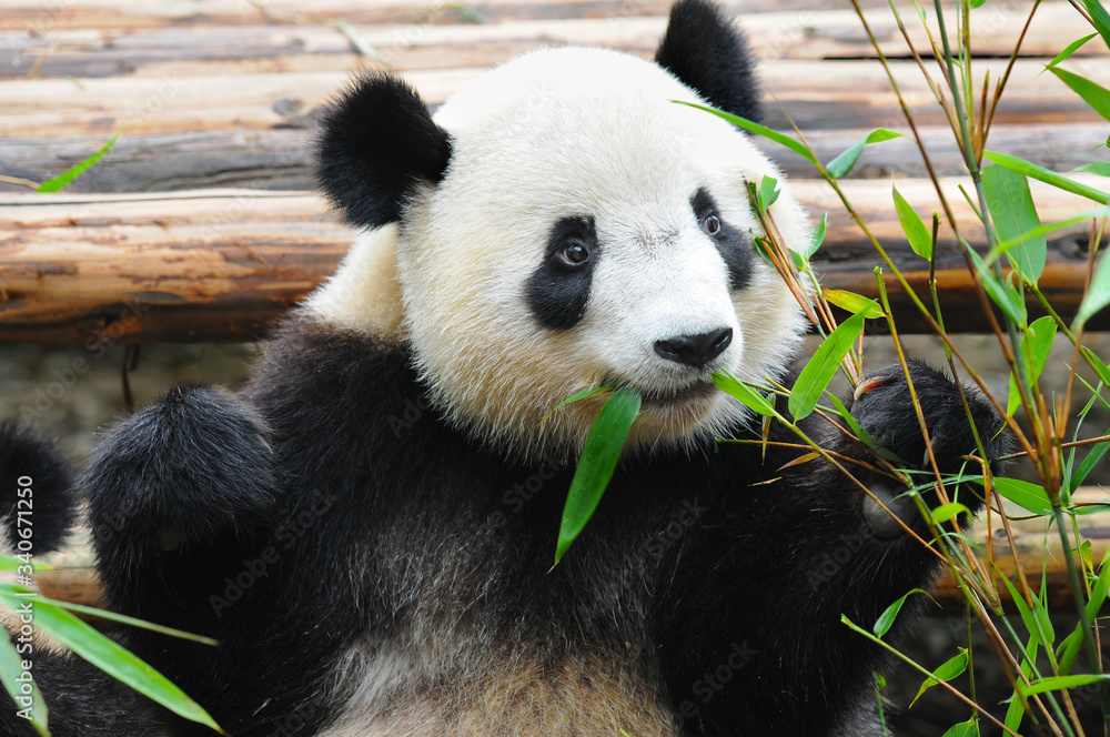 Naklejka premium Cute giant panda bear eating bamboo