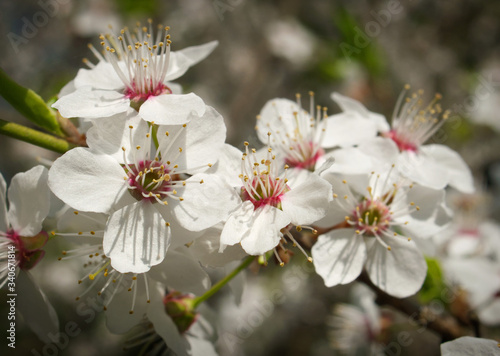 wiosna - biełe kwiaty na gałęzki drzewa
