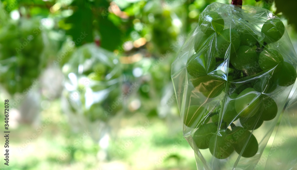 Obraz premium Grape harvest in Chichibu, JAPAN
