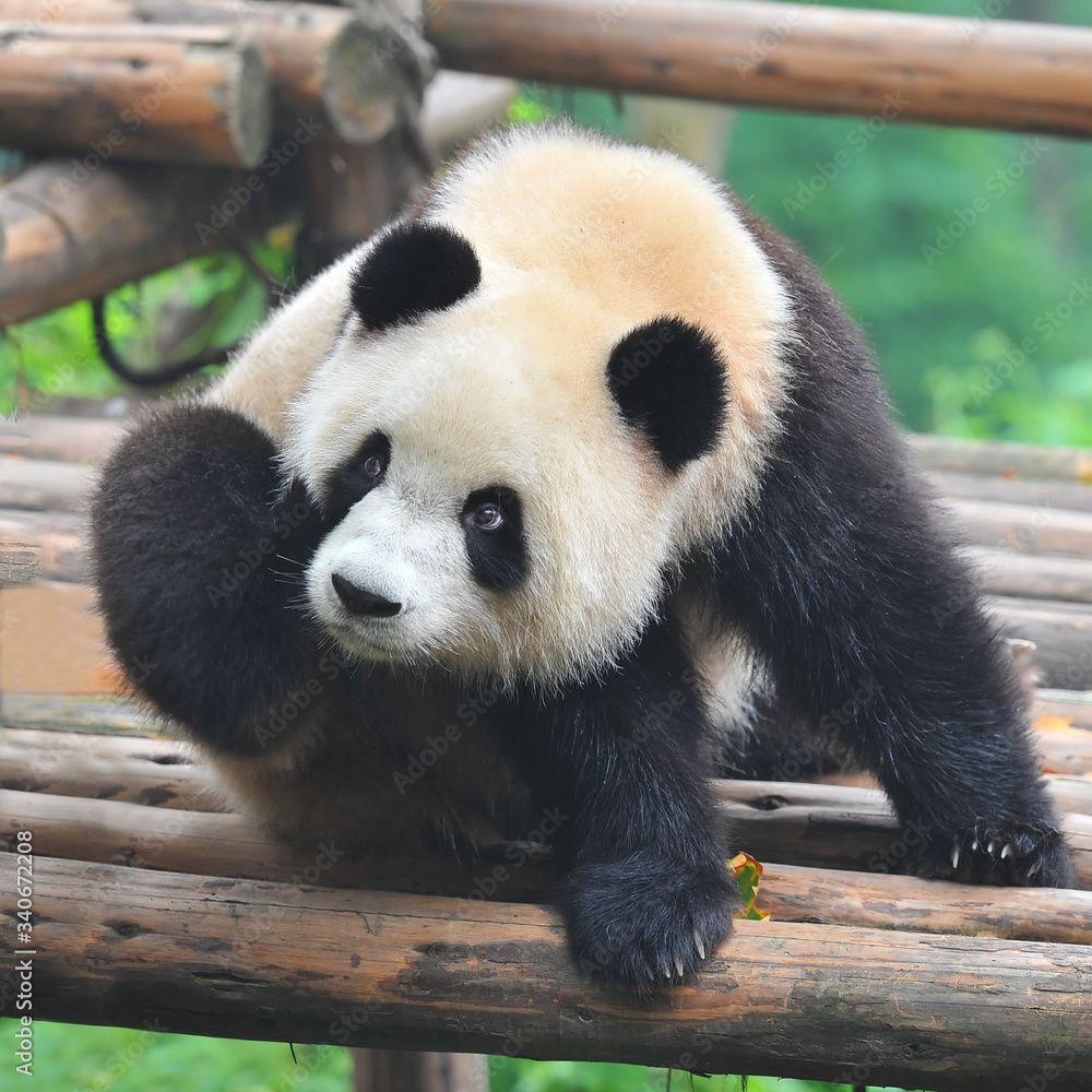 Fototapeta premium Adult giant panda bear