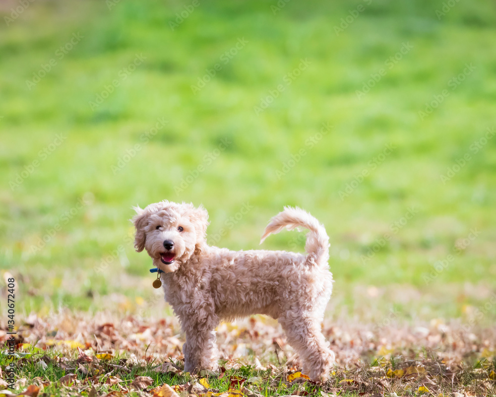 Portrait of poochon puppy standing with tail up on green grass in a park and looking into the camera Portrait of poochon puppy standing with tail up on green grass in a park and looking into the camera