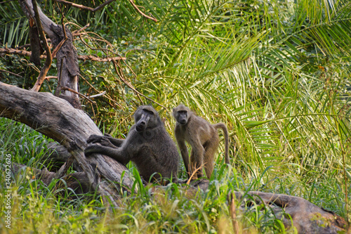 Małpy w afrykańskiej dżungli  © Tomasz Aurora
