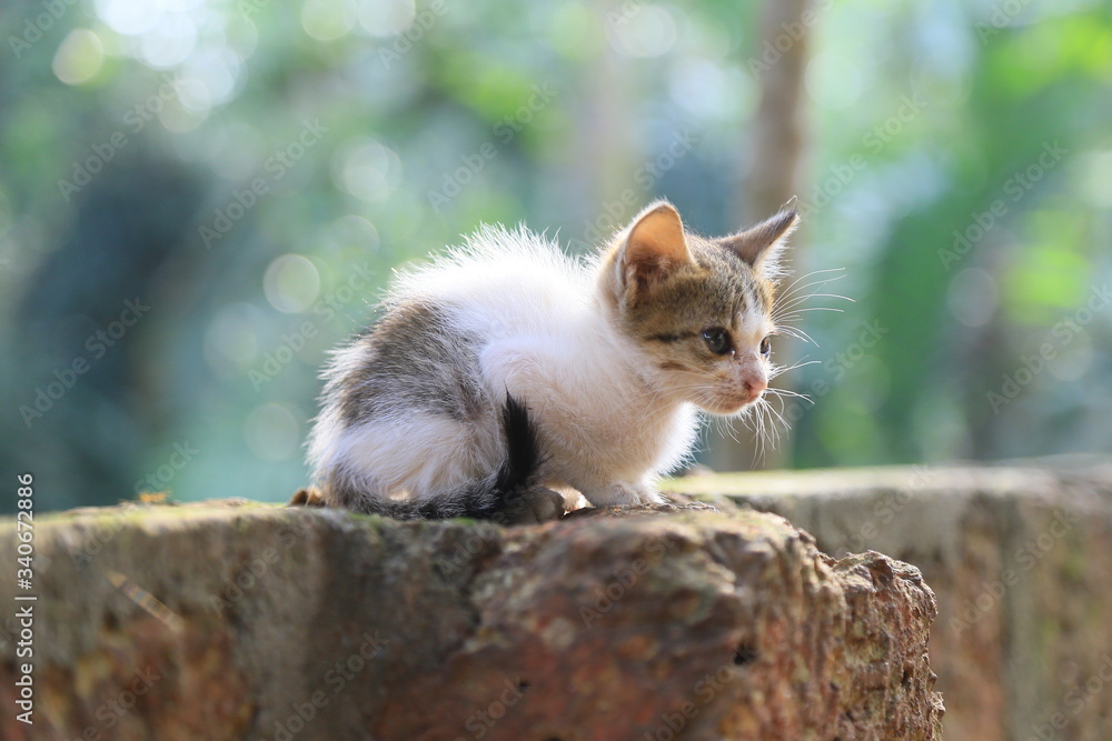 Obraz premium cat on a tree