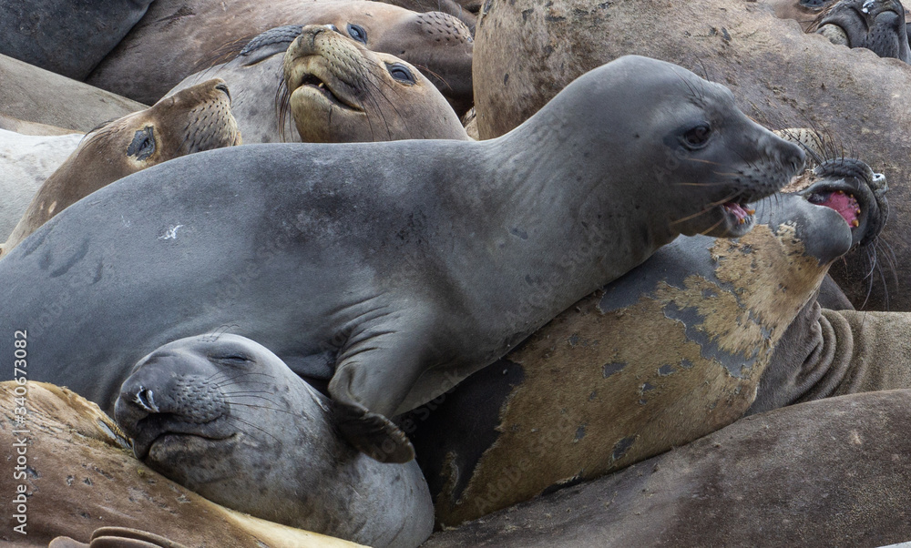 Fototapeta premium The northern elephant seal (Mirounga angustirostris) is one of two species of elephant seal (the other is the southern elephant seal). on the coast of California, the Big Sur