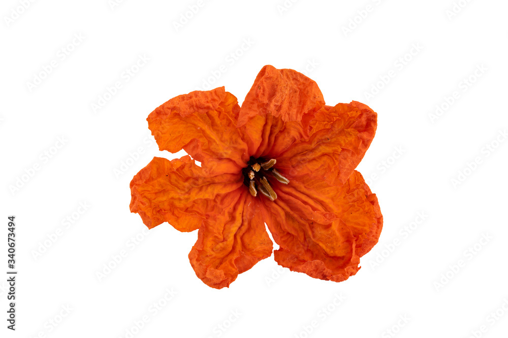 Close up of claudia flower isolated on white background with clipping path Close up of claudia flower isolated on white background with clipping path