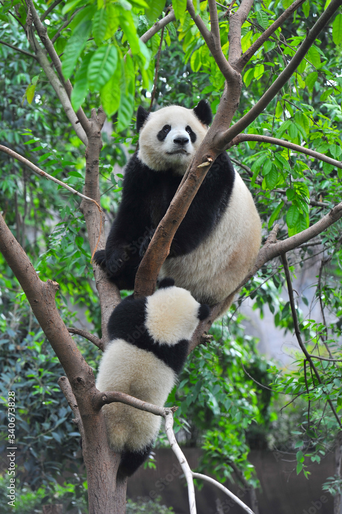 Obraz premium Mother giant panda bear and cub climbing tree