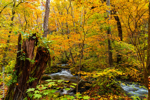 Oirase River flow through the forest of beautiful autumn foliage with plenty of fallimg leaves on the ground at Oirase Gorge in Towada Hachimantai National Park  Aomori Prefecture  Japan.