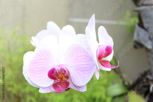 orchides photo