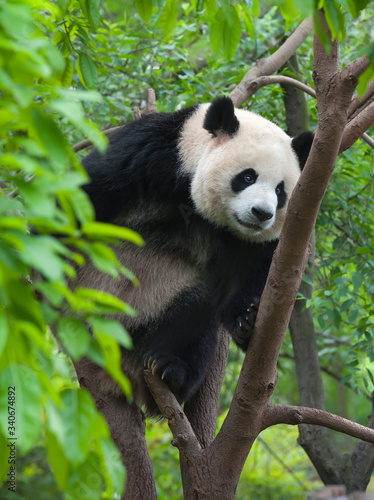Giant panda bear climbing in tree © wusuowei