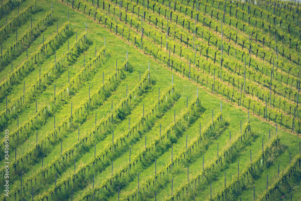 vineyard at the Austrian Slovenian border in Styria vineyard at the Austrian Slovenian border in Styria