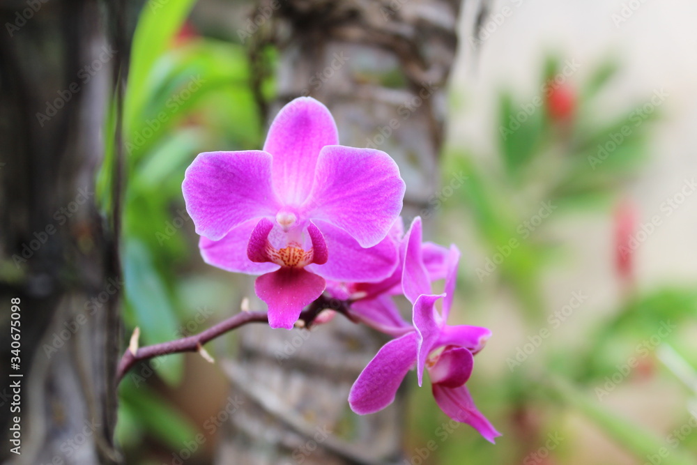 Obraz premium orchides