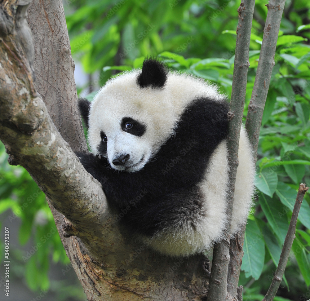 Obraz premium Słodki młody miś panda gigant w drzewie