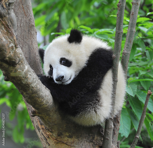 Cute young giant panda bear in tree