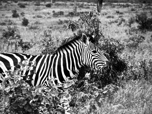 ZEBRA IN KRUGER NATIONAL PARK