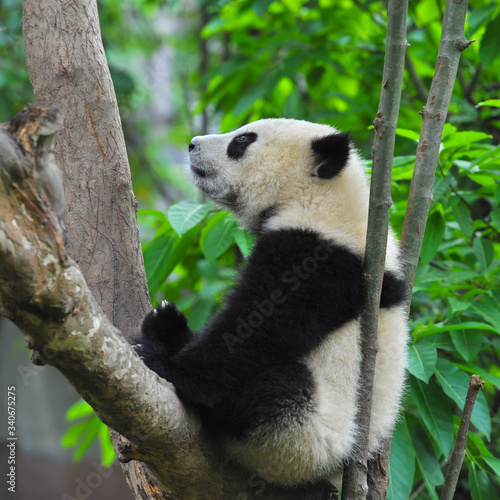 Fototapeta Naklejka Na Ścianę i Meble -  Young panda bear in tree