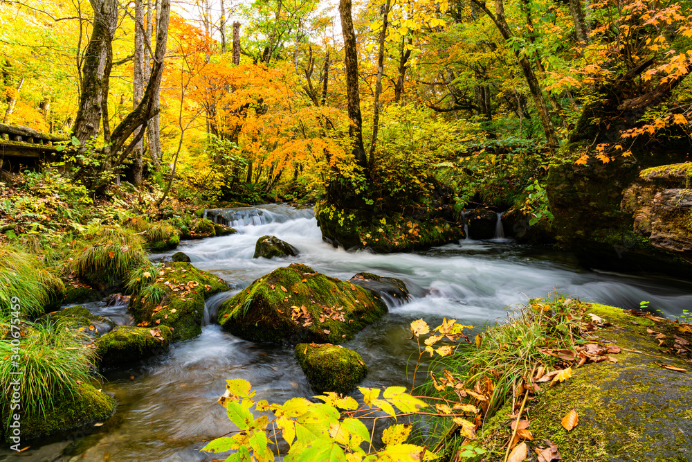Oirase Mountain Stream flow over the rocks covered with green moss and falling leaves in the colorful forest of autumn season at Oirase Gorge in Towada Hachimantai National Park, Japan.
