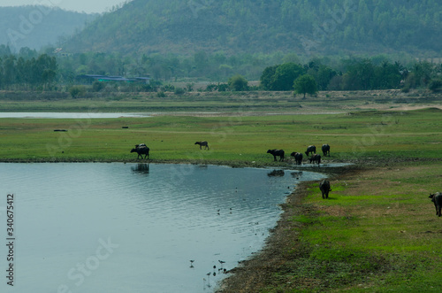 Green grass field with buffaloes near the mountain © athapet