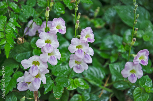 Sweet flowers of ganges primrose with small dew drops photo