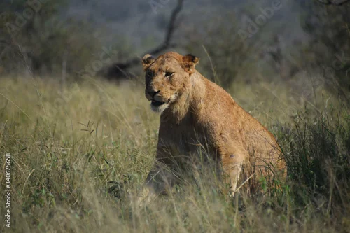 Obraz Lwica na safari w Południowej Afryce