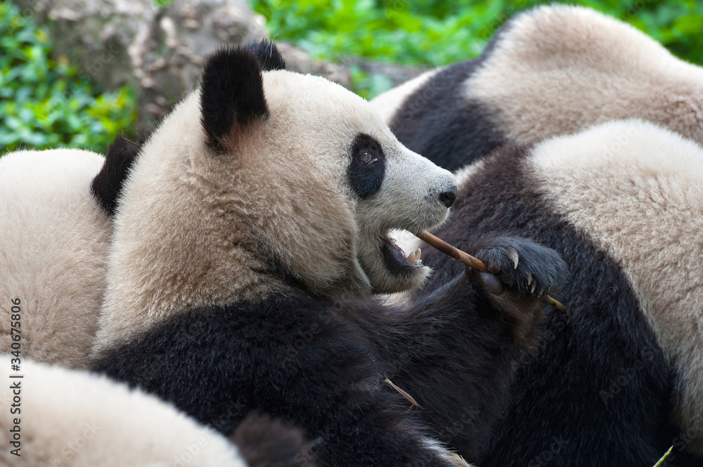 Obraz premium Cute giant panda bear eating bamboo
