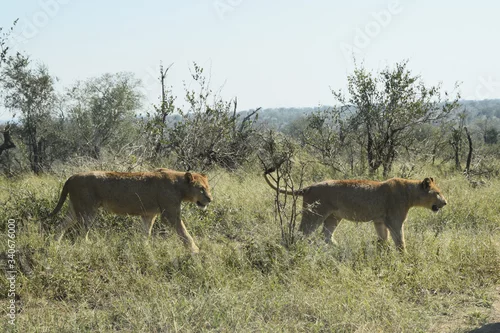 Obraz Lwice wyruszające na polowanie w Afryce