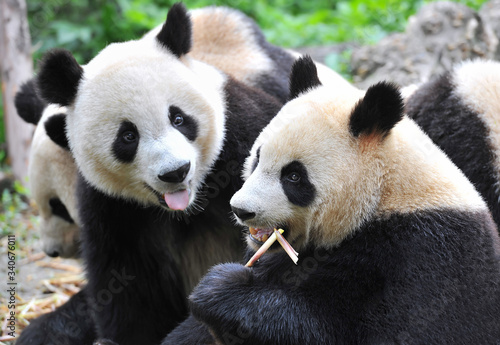 Cute giant panda bears eating bamboo © wusuowei