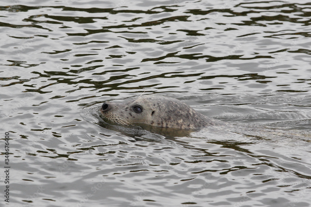 Naklejka premium a seal swimming with water with its head out
