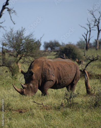 Afryka dzika - Nosoro  ec w naturalnym   rodowisku