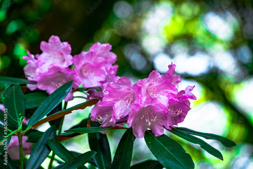 屋山のシャクナゲ