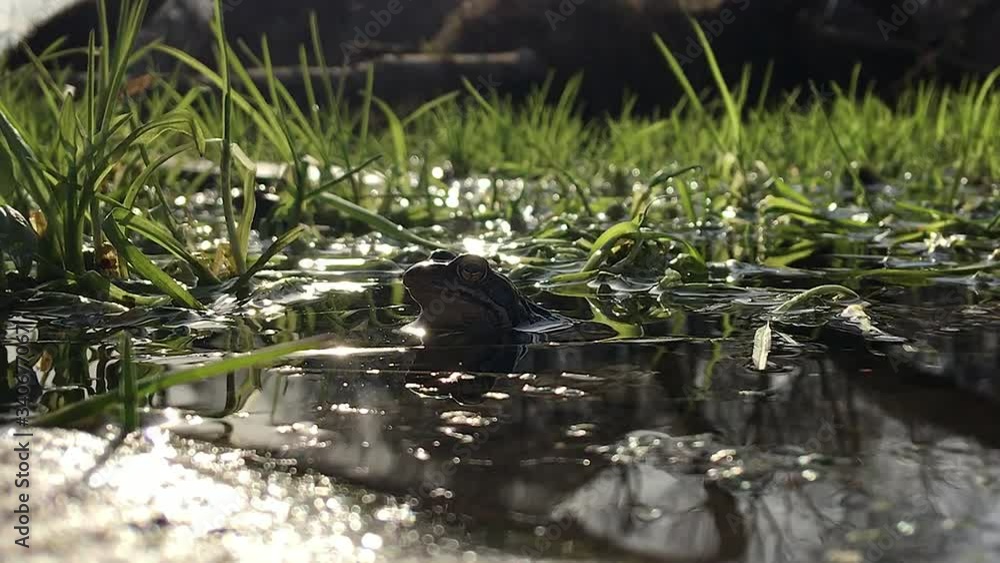 frog sitting in the water frog sitting in the water