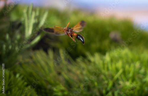 close up insect wasp flying