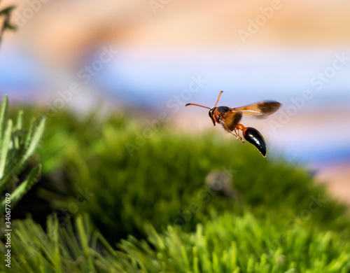 beautiful potter wasp flying in grass
