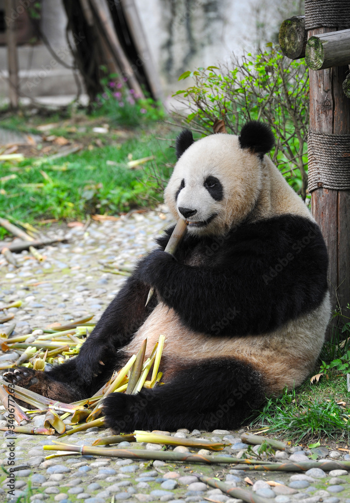 Fototapeta premium Cute giant panda bear eating bamboo