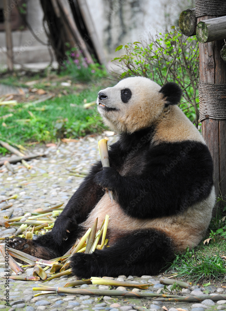 Fototapeta premium Cute giant panda bear eating bamboo